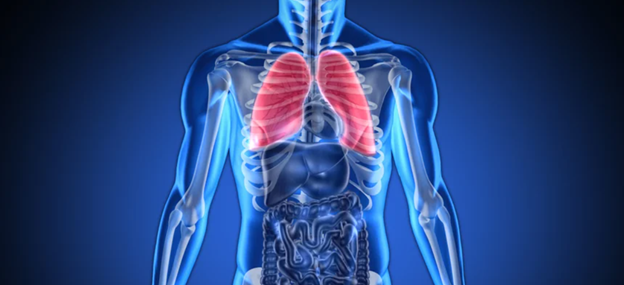 Lungs in Digital Anatomy