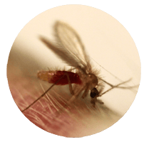 a close up photo of an insect on human skin