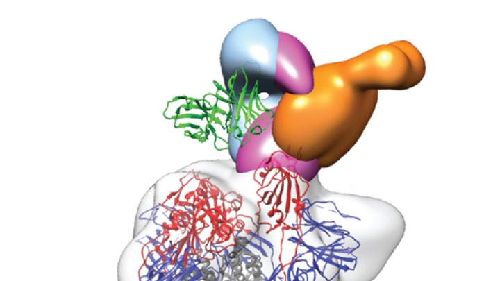 Neutralizing-Antibodies