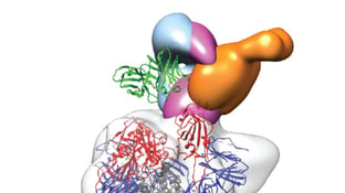 Neutralizing-Antibodies