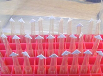 Three rows full of experimental mitra tips