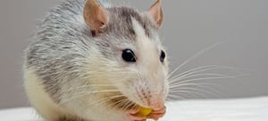 microsampling in preclinical research: interview w/ Dr. Janne Mannila microsampling in preclinical research: interview w/ Dr. Janne Mannila