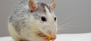 drug-development-animal-testing