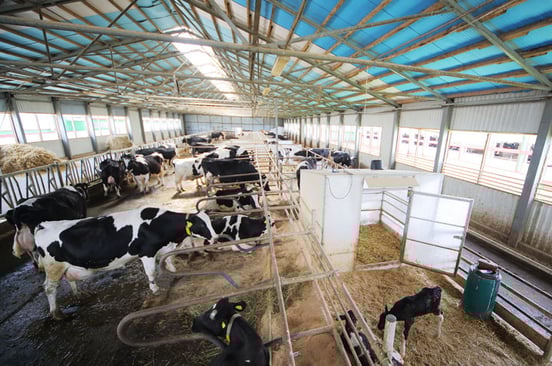 blood-sampling-livestock-animals.jpg