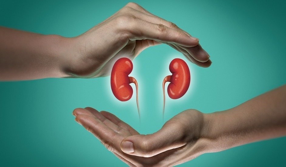 a high resolution illustration of hands above and below a pair of kidney organs.