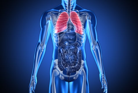 a computer illustration of a transparent human body