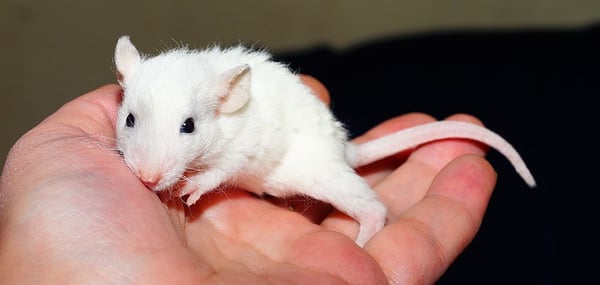 how-to-use-fewer-animals-in-preclinical-research