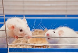 Medical Breakthroughs Made Possible By Animal Research