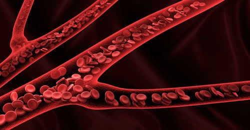 detailed graphic illustration of blood cells traveling thorough human veins