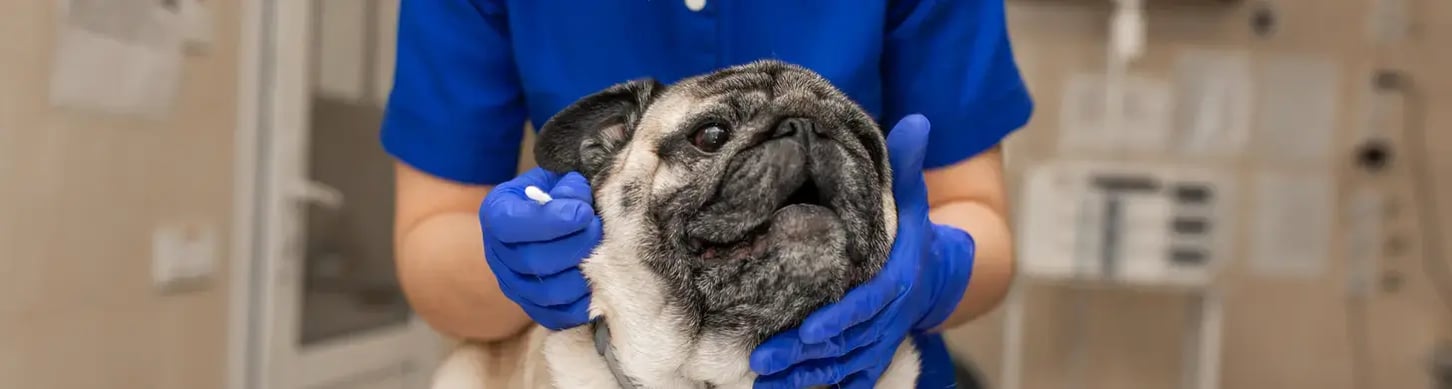 veterinary-preclinical-research-ethical-sampling-comply-3rs-animal_v3
