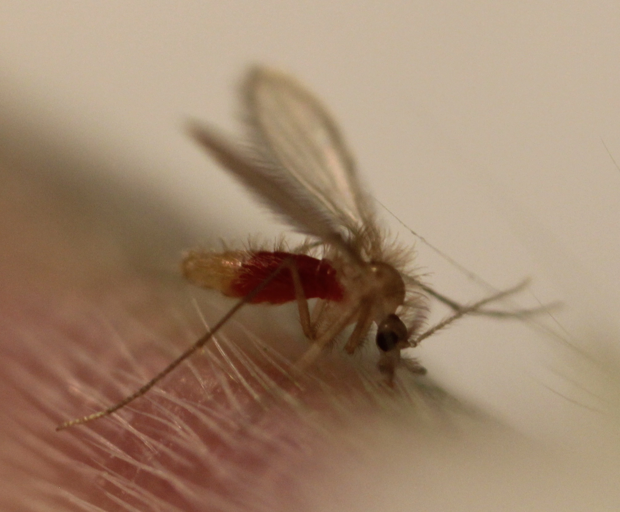P. papatasi_sand fly causing leishmaniasis WebP