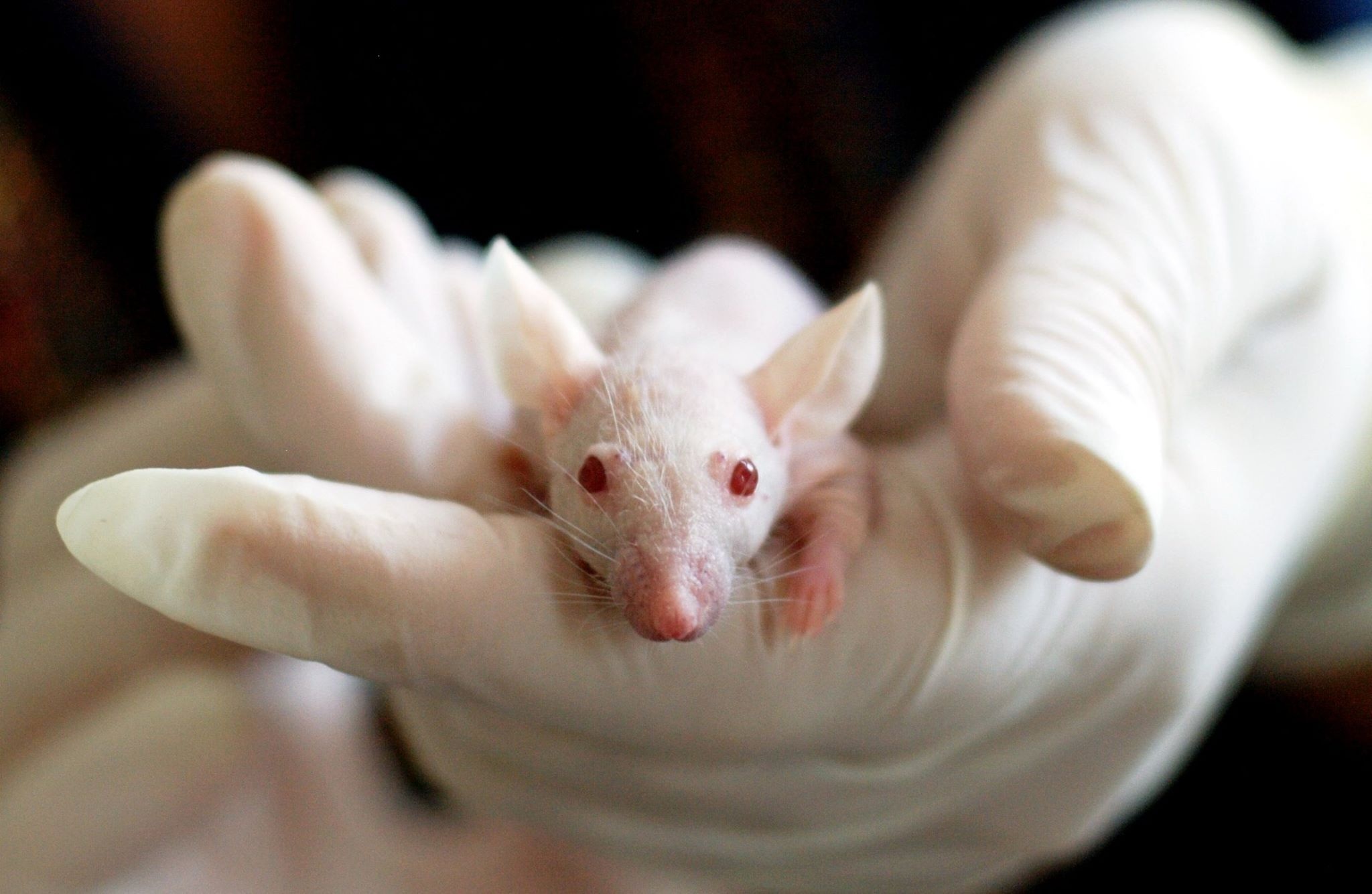 animal testing on rats and mice