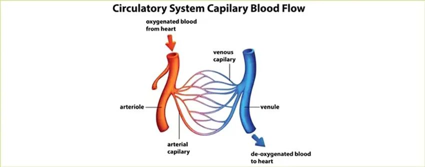 an illustration of the circulatory sys