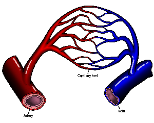 capillary blood, venous blood