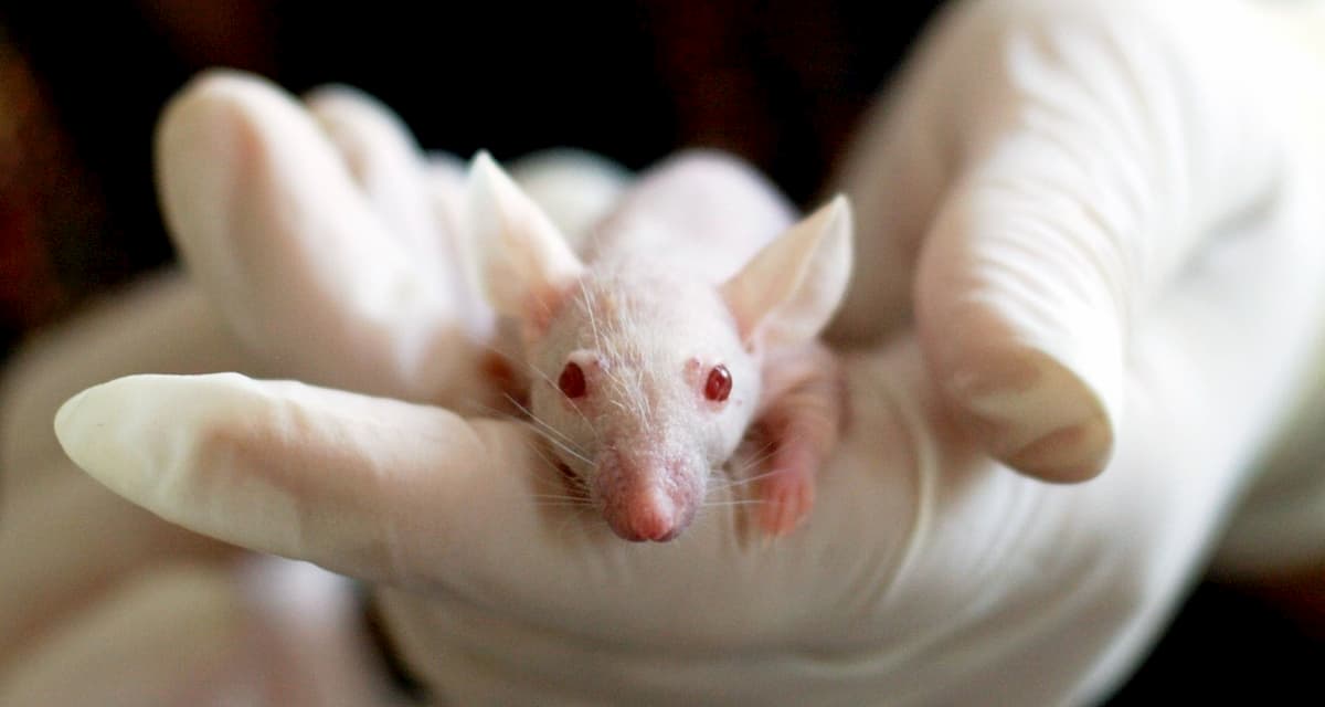 white-baby-mouse-in-lab-being-held-by-researcher-for-animal-studies